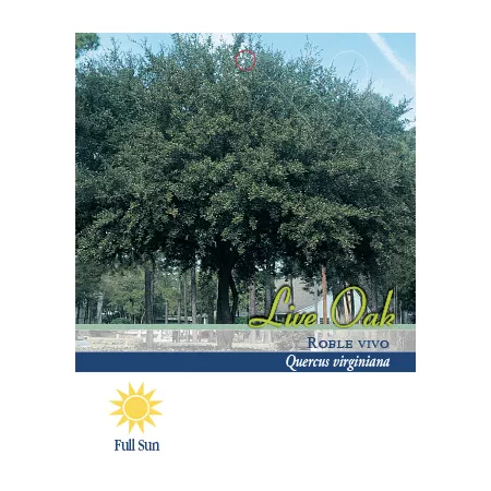 Pirtle Nursery 3.74 gal Live oak #5 Trees