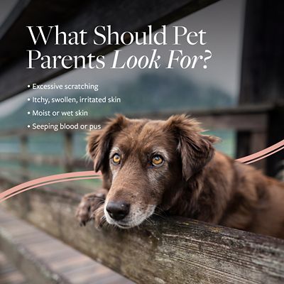 Image showing  Hot Spot and Itch Relief Medicated Shampoo for Dogs and Cats, 16 oz.