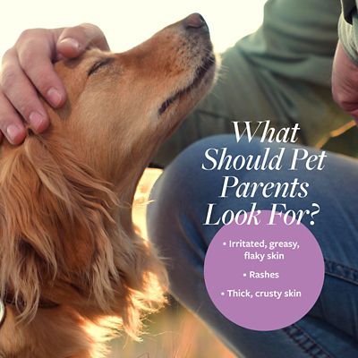 Image showing  Antiparasitic and Antiseborrheic Medicated Shampoo for Dogs, 16 oz.