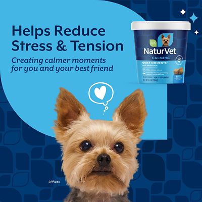 Image showing  Quiet Moments Melatonin Soft Chewable Calming Supplement Treats for Dogs, 70 ct.