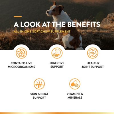 Image showing  All-in-One Health and Wellness Soft Chewable Supplements for Dogs, 60 ct.