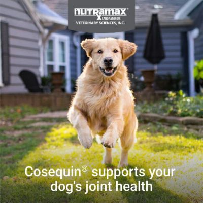 Image showing  Maximum Strength Hip and Joint Chewable Supplement Tablets with MSM and Boswellia for Dogs, 1 lb., 60 ct.