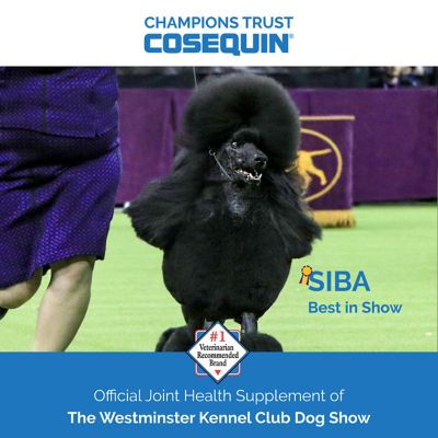 Image showing 6 th Cosequin Maximum Strength Hip and Joint Chewable Supplement Tablets with MSM and Boswellia for Dogs, 1 lb., 60 ct.