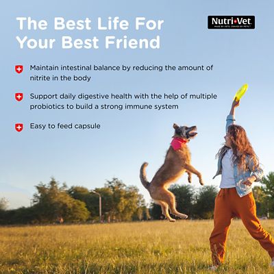 Image showing 5 th Nutri-Vet Probiotic Digestive Supplement Capsules for Dogs, 60 ct.