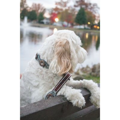 Image showing  Savannah Dog Collar, 5/8 in.