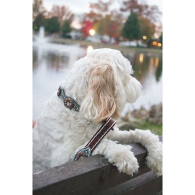 Image showing  Savannah Dog Collar, 1 in.