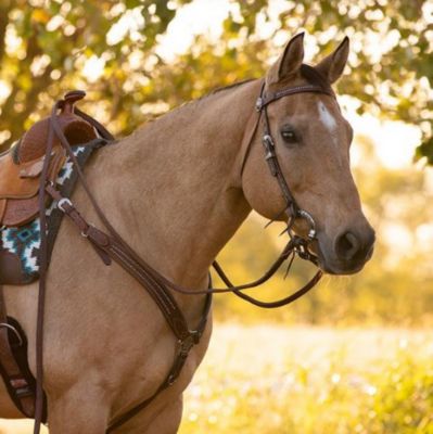 Image showing  Austin Browband Headstall