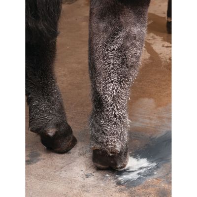 Image showing  eZall It's Gone Livestock Adhesive Remover, 1 gal.