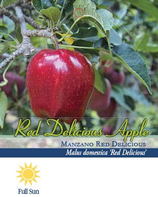 Red Delicious Apples - Womack Nursery