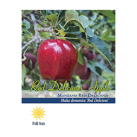Pirtle Nursery 3.74 gal. Red Delicious Apple Tree in #5 Pot