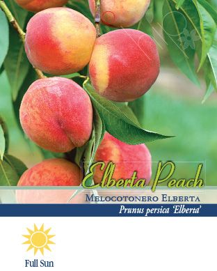 Pirtle Nursery 3.74 gal. Potted Elberta Peach Tree in #5 Pot