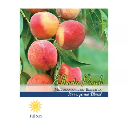 Pirtle Nursery 3.74 gal Potted Elberta Peach in No 5 Pot Fruit Trees & Plants