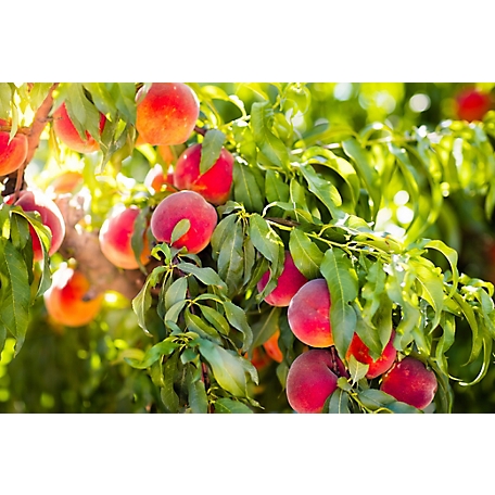 Elberta Peach Trees for Sale at Arbor Day's Online Tree Nursery - Arbor Day  Foundation