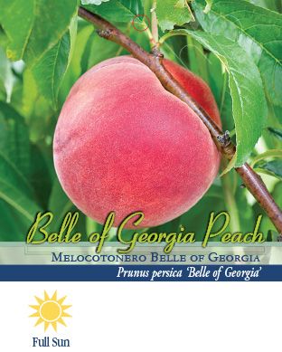 Pirtle Nursery 3.74 gal. Belle of Georgia Peach Tree in #5 Pot