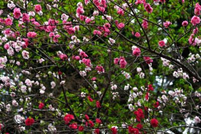 Image showing  3.74 gal. Potted Belle of Georgia Peach Tree in #5 Pot