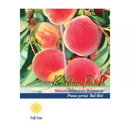 Pirtle Nursery 3.74 gal Potted red skin peach #5 Fruit Trees & Plants