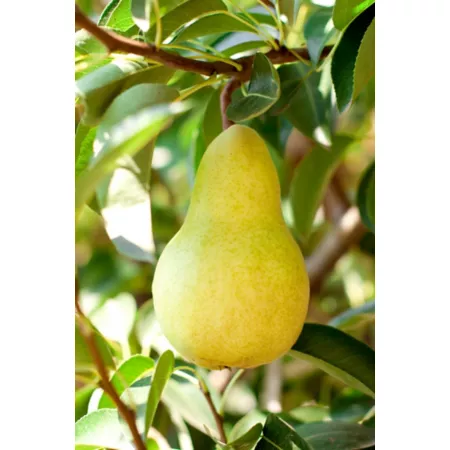 Pirtle Nursery 3.74 gal Kieffer pear tree in pot Fruit Trees & Plants