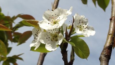 Image showing  3.74 gal. Potted Kieffer Pear Tree