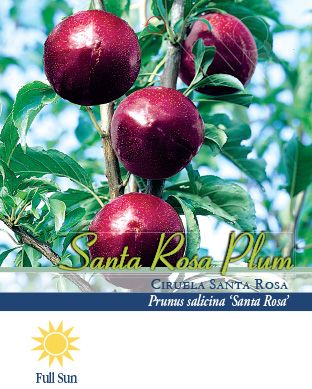 Pirtle Nursery 3.74 gal. Santa Rosa Plum #5 Tree