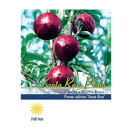 Pirtle Nursery 3.74 gal. Santa Rosa Plum Tree in #5 Pot