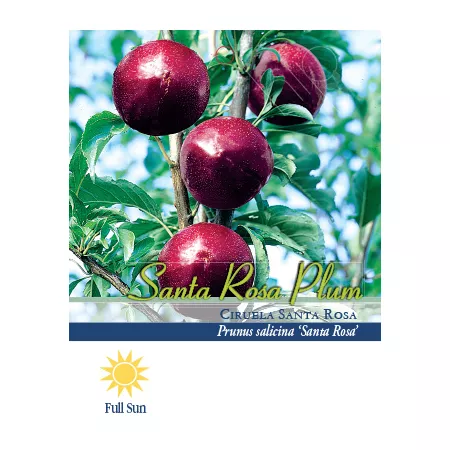 Pirtle Nursery 3.74 gal Potted Santa Rosa plum tree in a pot n°5 Fruit Trees & Plants