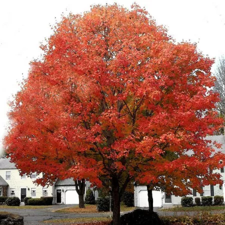 Pirtle Nursery 3.74 gal Scarlet Red Maple #5 Trees