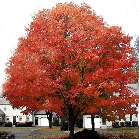 Pirtle Nursery 3.74 gal. Red Scarlet Maple #5 Tree