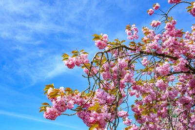 Pirtle Nursery 3.74 gal. Kwanzan Cherry #5 Tree