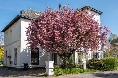 Image showing  3.74 gal. Kwanzan Cherry #5 Tree