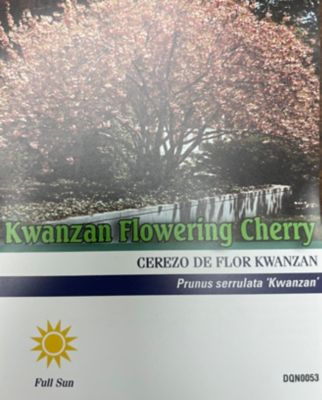 Image showing  3.74 gal. Kwanzan Cherry #5 Tree