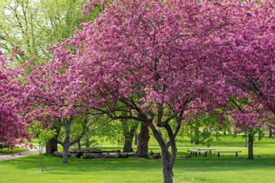 Pirtle Nursery 3.74 gal. Profusion Crabapple #5 Tree