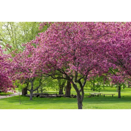 Pirtle Nursery 3.74 gal Crabapple tree #5 Profusion Trees