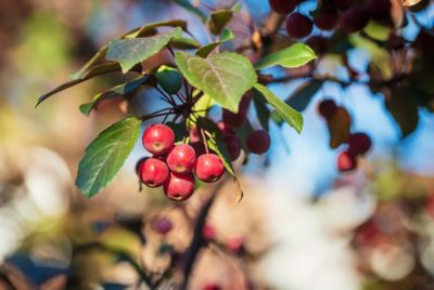 Image showing  Robinson Crabapple 5 gal