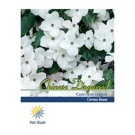 Pirtle Nursery 2.93 gal Kousa Dogwood #3 Trees