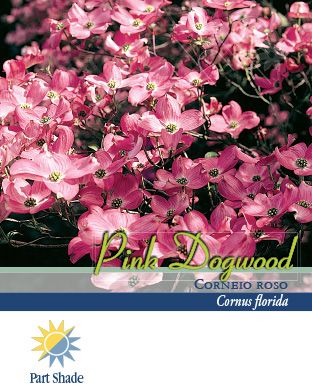 Pirtle Nursery 2.93 gal. Pink Dogwood Tree, #3