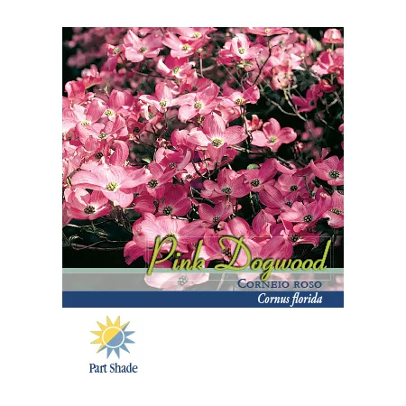 Pirtle Nursery 2.93 gal Pink dogwood #3 Trees