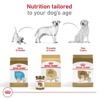 Image showing 5 th Royal Canin Breed Health Nutrition Adult Labrador Retriever Chicken Recipe Dry Dog Food
