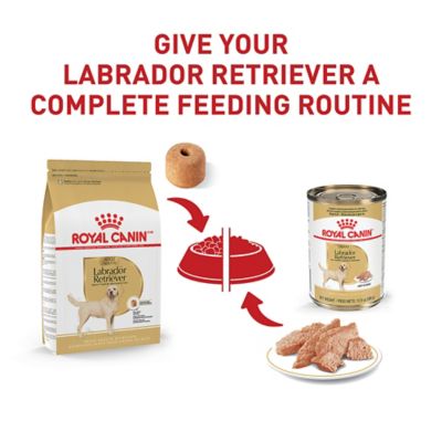 Image showing 6 th Royal Canin Breed Health Nutrition Adult Labrador Retriever Chicken Recipe Dry Dog Food