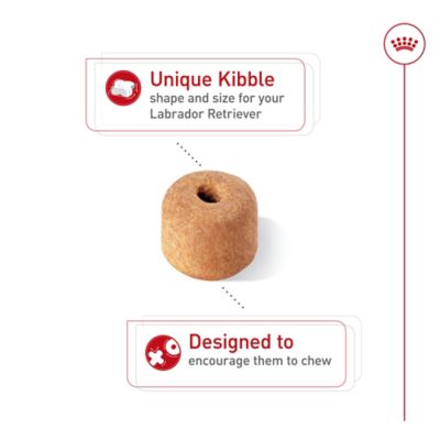 Image showing 8 th Royal Canin Breed Health Nutrition Adult Labrador Retriever Chicken Recipe Dry Dog Food