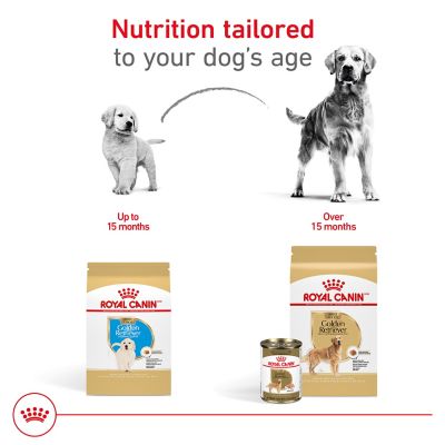 Image showing 6 th Royal Canin Breed Health Nutrition Adult Golden Retriever Dry Dog Food
