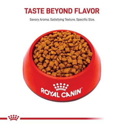 Image showing  Feline Health Nutrition Kitten Dry Cat Food