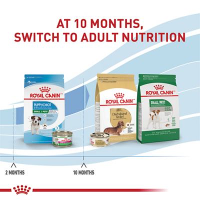 Image showing 6 th Royal Canin Size Health Nutrition Puppy Small Breed Chicken Recipe Dry Dog Food