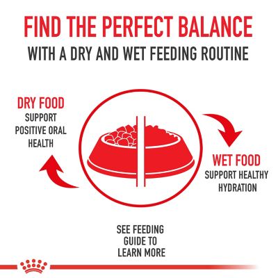 Image showing 7 th Royal Canin Feline Health Nutrition Kitten Dry Cat Food, 14 lb.