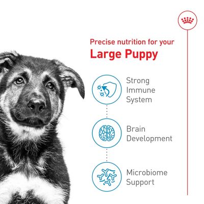 Image showing  Large Puppy Dry Dog Food