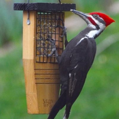 Image showing  Cedar Tail Prop Suet Feeder