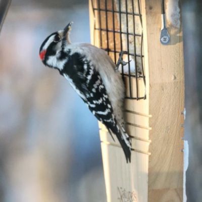 Image showing 6 th Nature's Way Cedar Tail Prop Suet Feeder