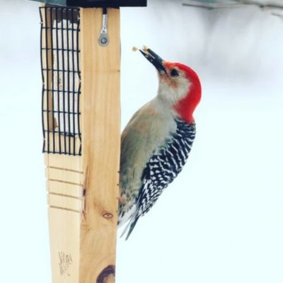 Image showing 7 th Nature's Way Cedar Tail Prop Suet Feeder