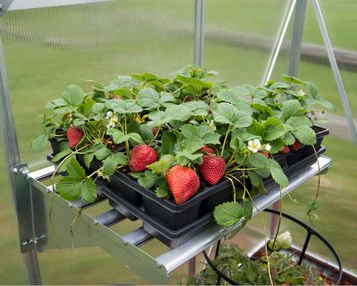 Image showing  Heavy-Duty Greenhouse Shelf Kit, 22.75 in. x 16.5 in. x 8 in.