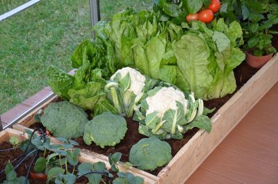 Image showing 5 th Canopia by Palram Drip Irrigation Kit, Black, 1 in. x 1 in. x 1 in.