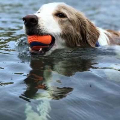 Image showing 5 th Chuckit! Medium Ultra Ball Dog Toy